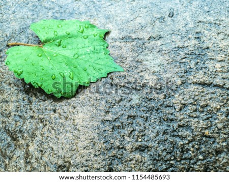 a grape leaf lies wet on the asphalt in the rain for a background
