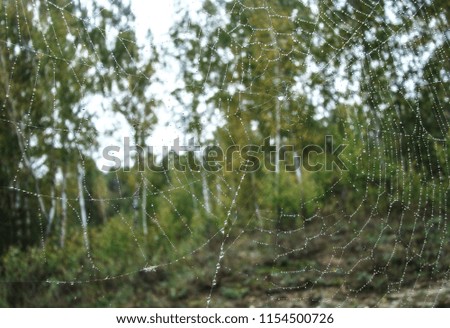     
Spiders with dew drops against the background of a green forest                           