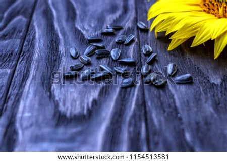 Sunflower flower in summer on a wooden background with seeds.