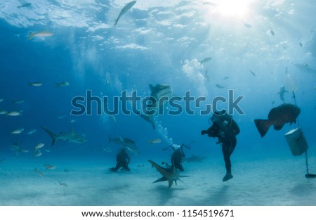 Picture shows a Tiger shark at Tigerbeach, Bahamas