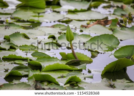 the beautiful Lotus in the pond in the morning.