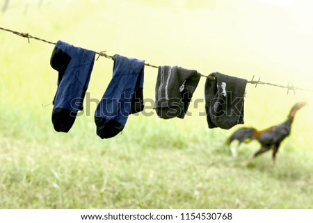 Two pairs of socks on the barbed wire.
