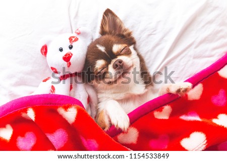 Cute chihuahua puppy sleeping with teddy bear on the white bed,Vintage style