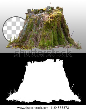 Old tree stump covered with moss isolated on transparent background via an alpha channel of great precision. Very high quality mask without unwanted edge for professional digital composition