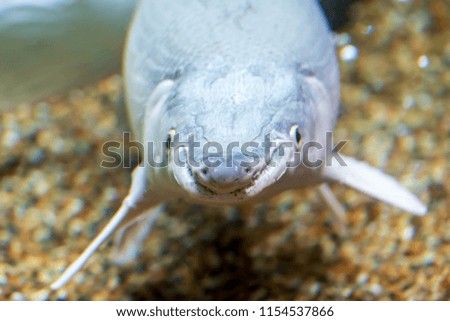 Large fish under water