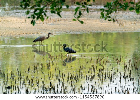 A pair of Black Egret (Egretta ardesiaca) in water