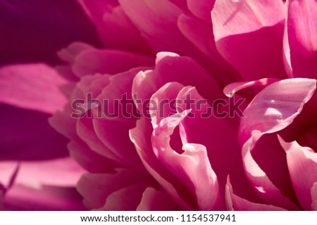 Peony or paeony is a flowering plant in the genus Paeonia, the only one in the family Paeoniaceae. native to Asia, Europe and Western North America. are among the most popular garden plants