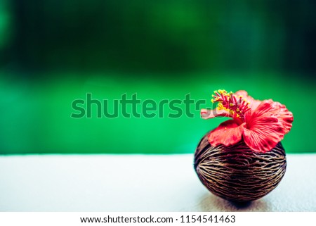 Coconut or dried fruit with pink hibiscus flower On a white background and green background.