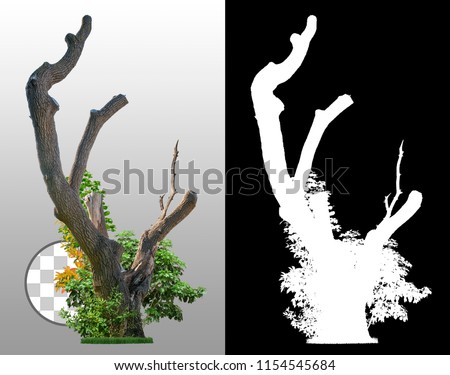 Tree trunk and leaf isolated on transparent background via an alpha channel of great precision. Very high quality mask without unwanted edge. High resolution for professional digital composition.
