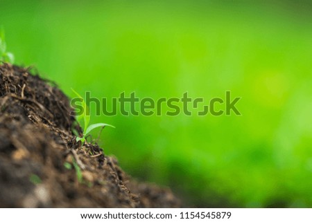 Closeup nature view of green plant on blurred greenery background with copy space using as background concept