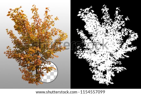 Shrub in fall isolated on a transparent background via an alpha channel of great precision. Very high quality mask without unwanted edge. High resolution for professional digital composition.