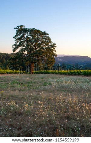 An iconic oak tree blocks the horizon view of hills, vines and an evening sky, grass and wildflowers in the foreground.
