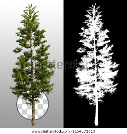 Pine isolated with a transparent background via an alpha channel. Very high quality mask without unwanted edge. High resolution for professional digital composition.