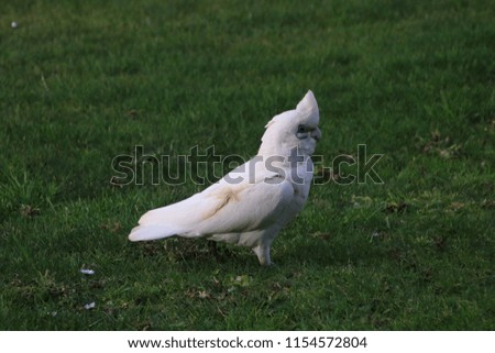 corella searching for food on lawn 