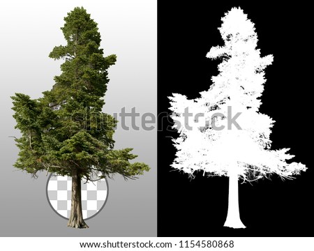 Pine. Tree isolated on transparent background via an alpha channel. Very high quality mask without unwanted edge. High resolution for professional digital composition.