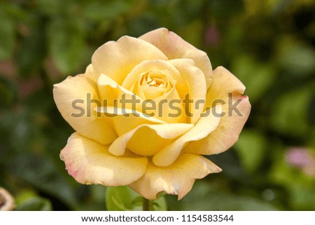 image of a beautiful yellow rose blooming in the garden