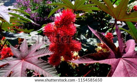 wondertree ,flowering plant, wolf's milk plant ,The seed shells are highly toxic,  (Ricinus communis) 