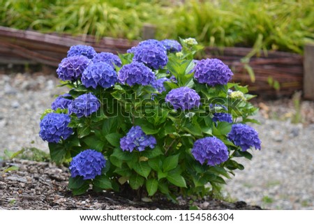 Garden hydrangea with blue flowers. Wicker fence in the background