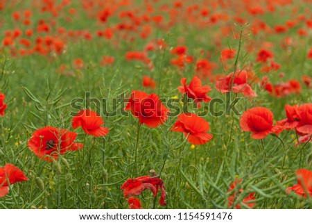 Red poppy (Papaver Rhoeas L.). A field full of blooming red poppies. A beautiful background emanating calm. Clear depth of field. Picture in color.