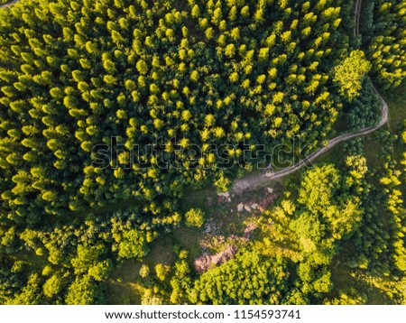 Aerial landscape with forest in sunset light. Beautiful drone landscape.