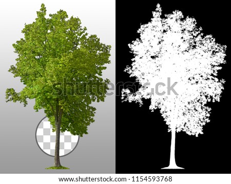 Green tree in summer isolated on transparent background via an alpha channel. Very high quality mask without unwanted edge. High resolution for professional digital composition.