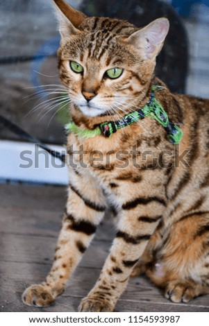 Bengal cat outdoor