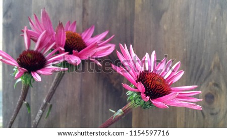 photo of a flower of echinacea