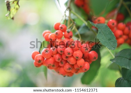 Red berries of mountain ash on the background of wood and leaves. Summer, autumn colorful background. Stock Photo for design.