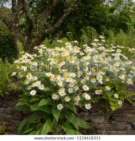 Sicilian Chamomile (Anthemis punctata subsp. cupaniana) Growing on Top of a Stone Wall in a Country Cottage Garden in Rural Devon, England, UK