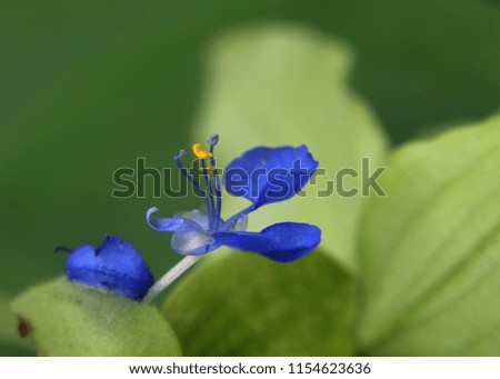 close up view of a small beautiful blue color  flower  with clearly visible anther, filament in a home garden in Sri Lanka
