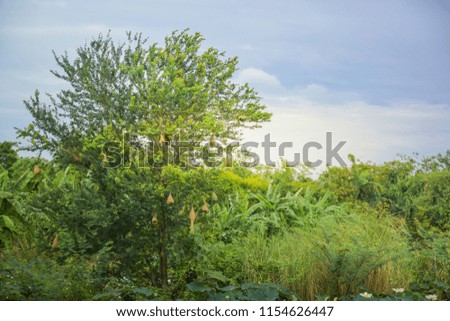 Bird nest on branch of the tree in nature