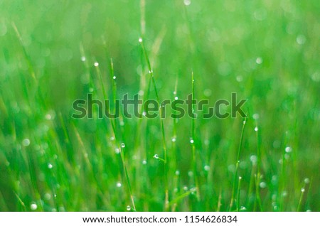 grasslands covered with morning dew
