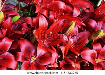 red lilly flowers texture as very nice natural background