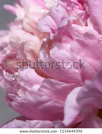 Rose bud of fresh peony with dew drops. Floral background. Macro photo