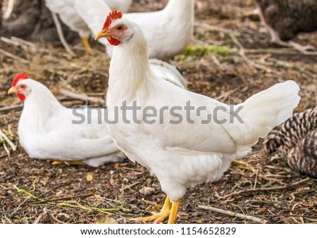 Chicken broilers. Poultry farm. White chicken walkinng in a farm garden. Royalty-Free Stock Photo #1154652829