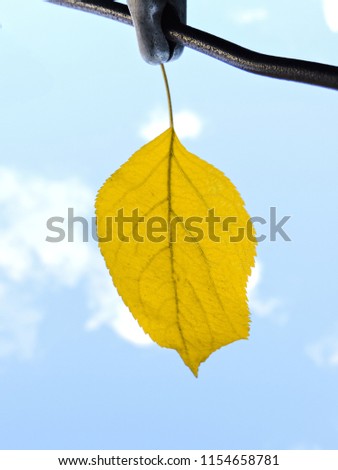 Autumn leaf.Flat lay, top view. Colorful autumn  leaves  on orange background. Autumn background. Lonely Yellow leaf, autumnal natural background, selective focus.