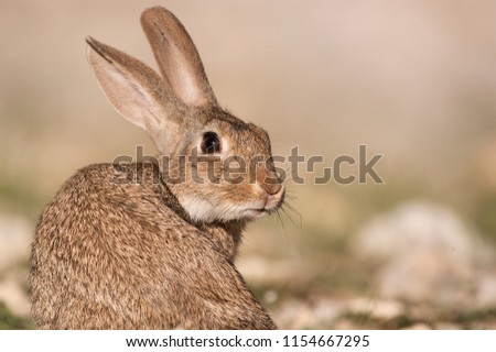 Rabbit portrait in the natural habitat, life in the meadow. European rabbit, Oryctolagus cuniculus Royalty-Free Stock Photo #1154667295