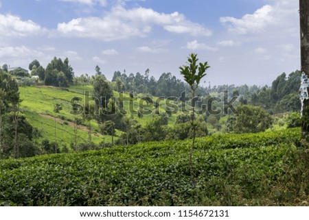 Tea bushes on a rural road