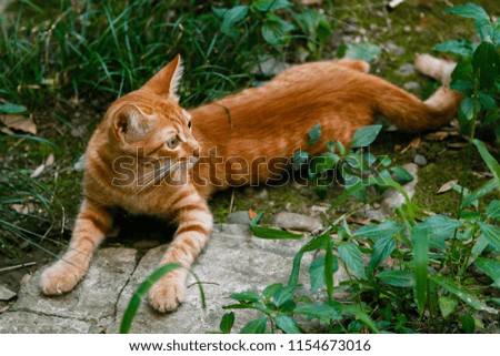 Red kitten lying on the ground