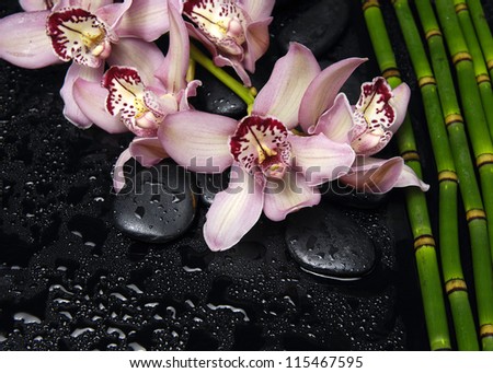 Branch pink orchid with stones and bamboo grove on wet background