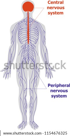 Anatomy of the nervous system Royalty-Free Stock Photo #1154676325