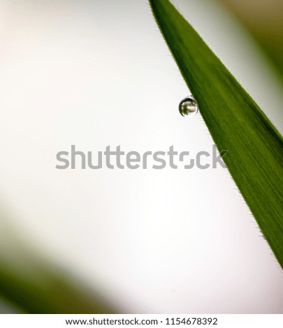 Single rain water dropet hanging on a green leaf with a white sky defocused background with copyspace area for gardening ideas