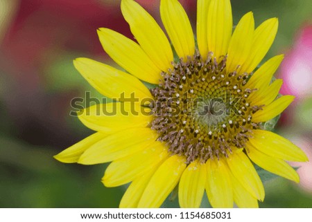 Sunflower With Green Background
