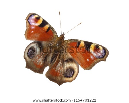 
Red spring butterfly on a white background