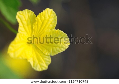 Pictures of bright yellow flowers with beautiful petals.