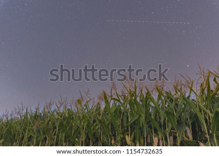Corn field with stars at night sky in clear summer sky