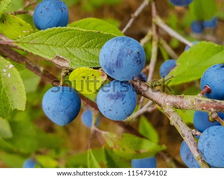 The blackthorn berry prunus spinosa