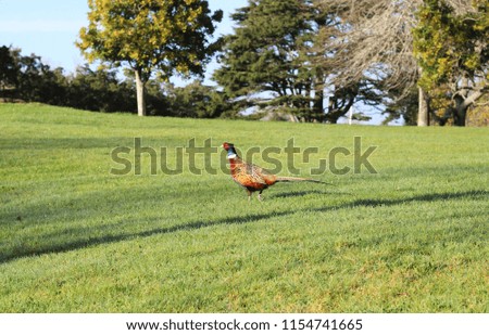 Pheasant on the move in the park