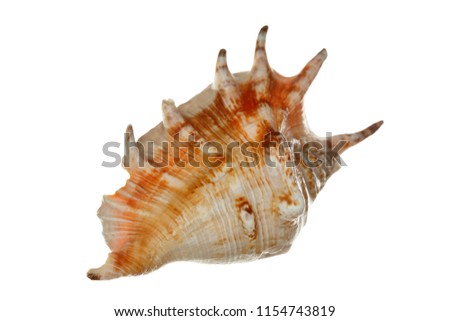sea shell isolated on a white background