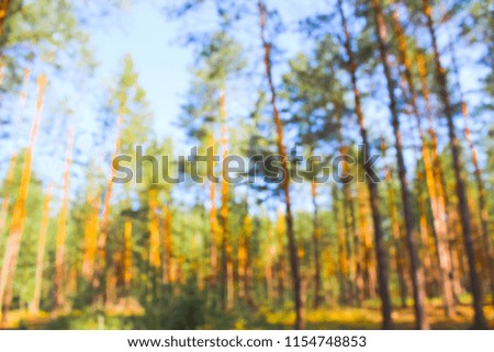 beautiful forest landscape in the morning,